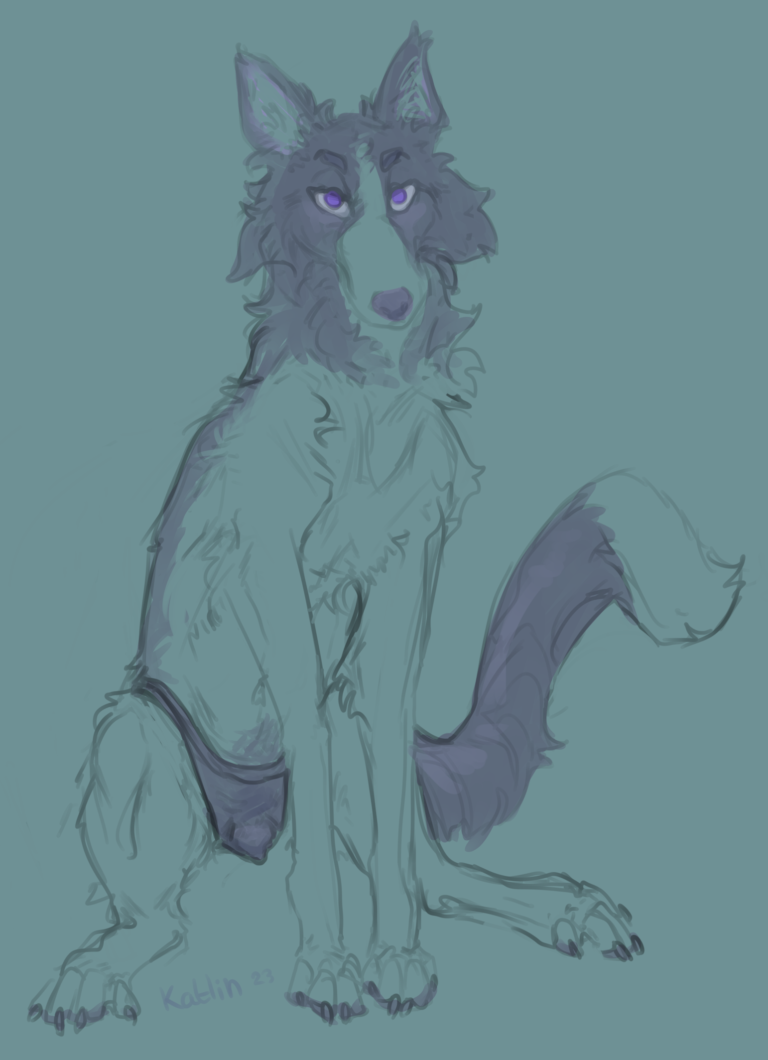 long collie